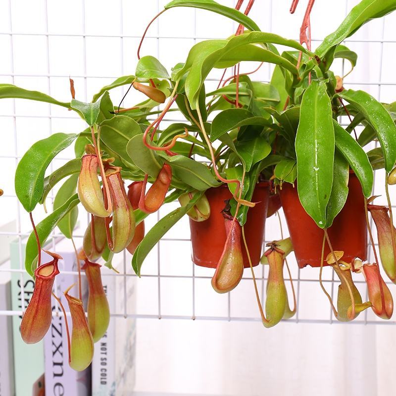 红宝石猪笼草招财进宝食虫植物盆栽血腥玛丽室内驱蚊净化空气