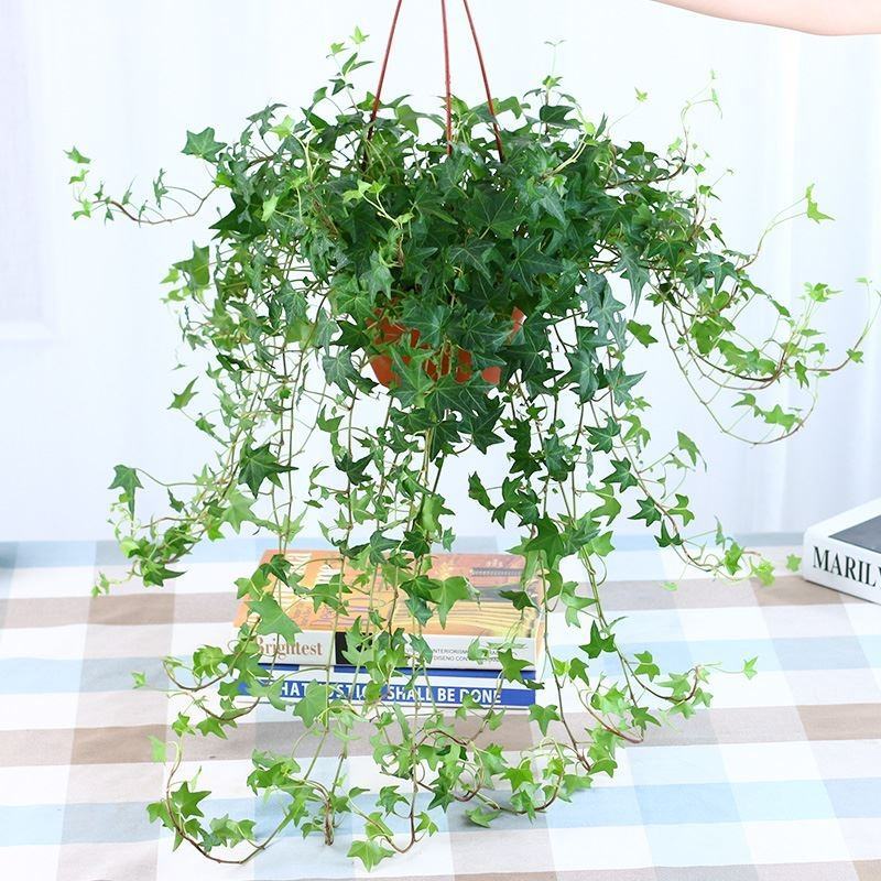 常春藤盆栽植物室内垂吊净化空气四季常青藤蔓