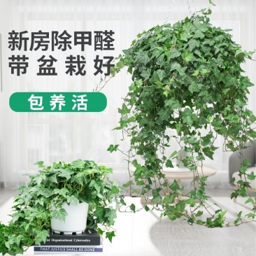 常春藤盆栽植物室内垂吊净化空气四季常青藤蔓
