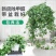 常春藤盆栽植物室内垂吊净化空气四季常青藤蔓