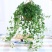 常春藤盆栽植物室内垂吊净化空气四季常青藤蔓
