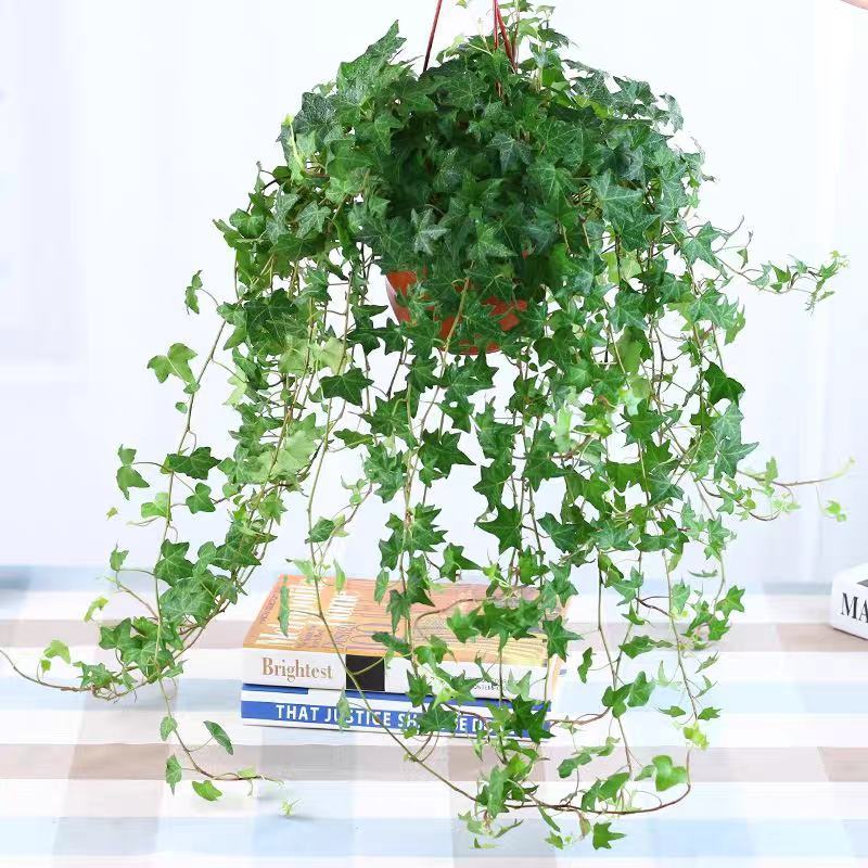 常春藤盆栽植物室内垂吊净化空气四季常青藤蔓