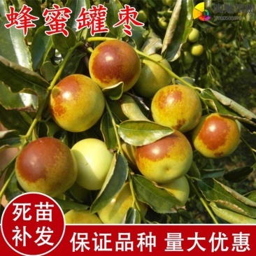 大甜枣树苗蜂蜜罐枣苗细脆味甜嫁接枣树苗南方北方种植