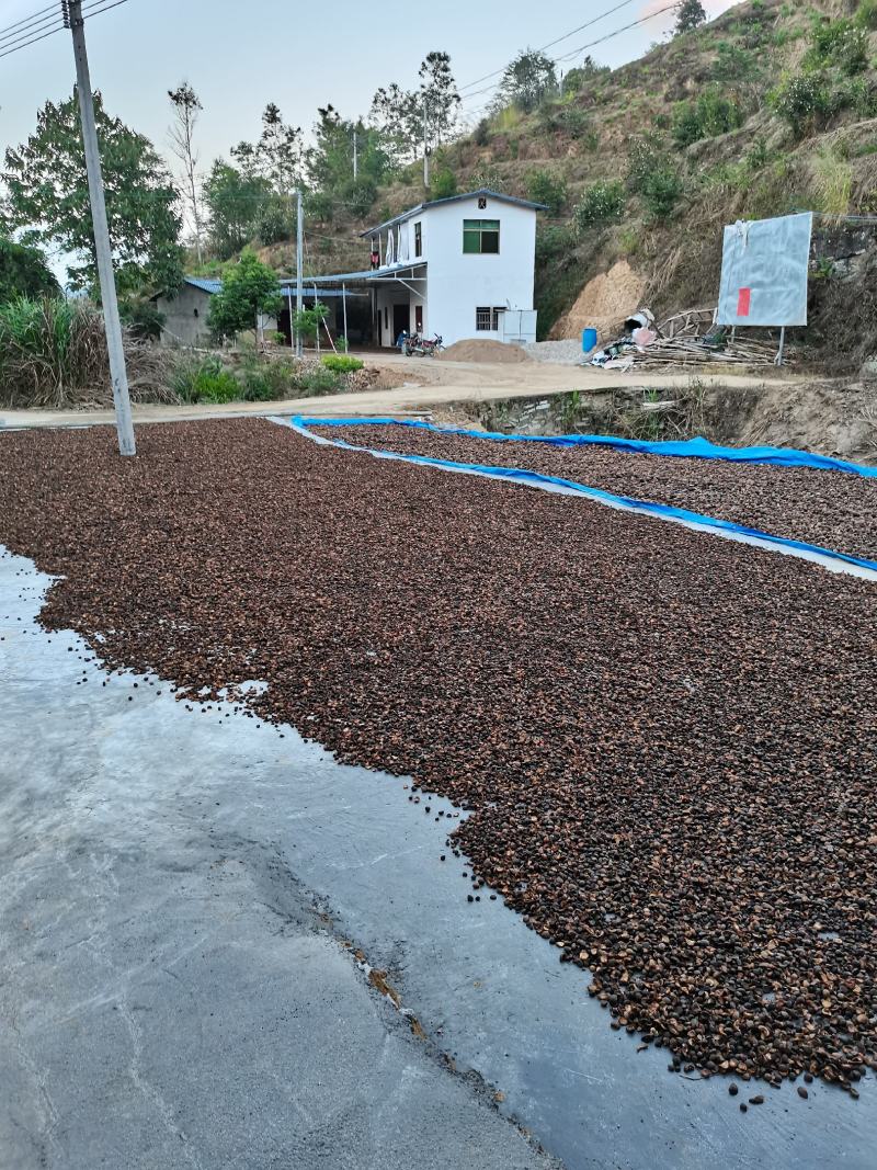 自产自销正宗纯正山茶油