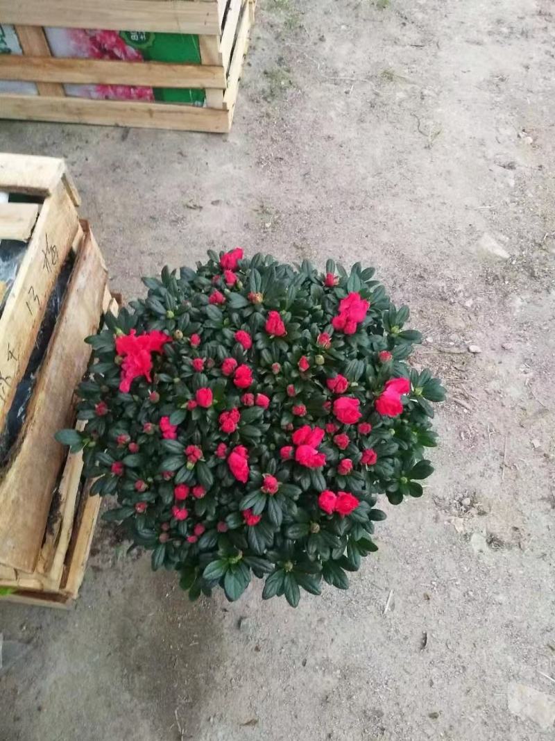 西洋杜鹃杨梅红四季杜鹃花杜鹃盆栽室内外种植