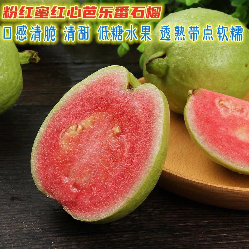 芭乐苗珍珠芭乐苗红心芭乐苗嫁接苗原土球发货