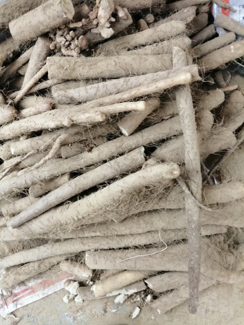 精品山药，白玉，西施，九斤黄，铁棍等，产地直销，欢迎订购