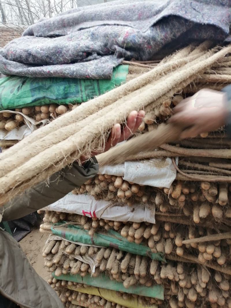 精品山药，白玉，西施，九斤黄，铁棍等，产地直销，欢迎订购