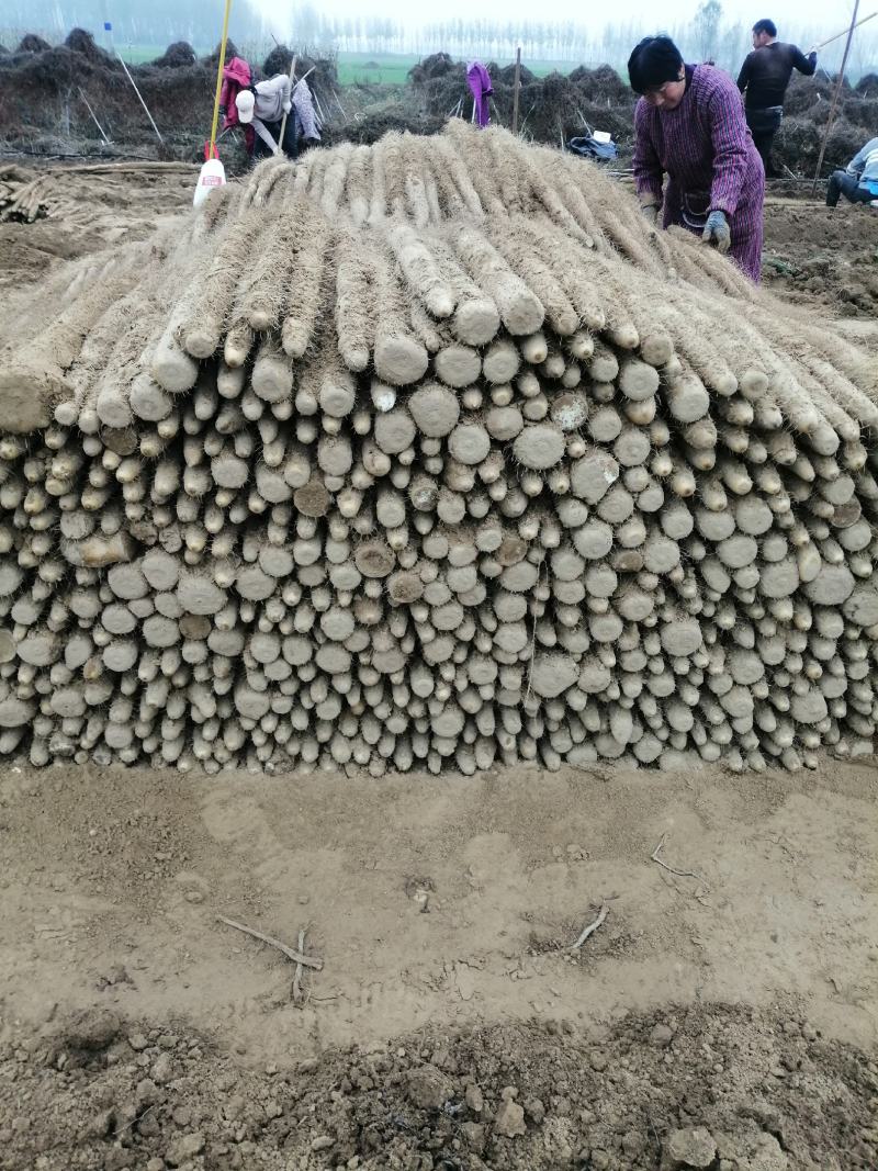 精品山药，白玉，西施，九斤黄，铁棍等，产地直销，欢迎订购