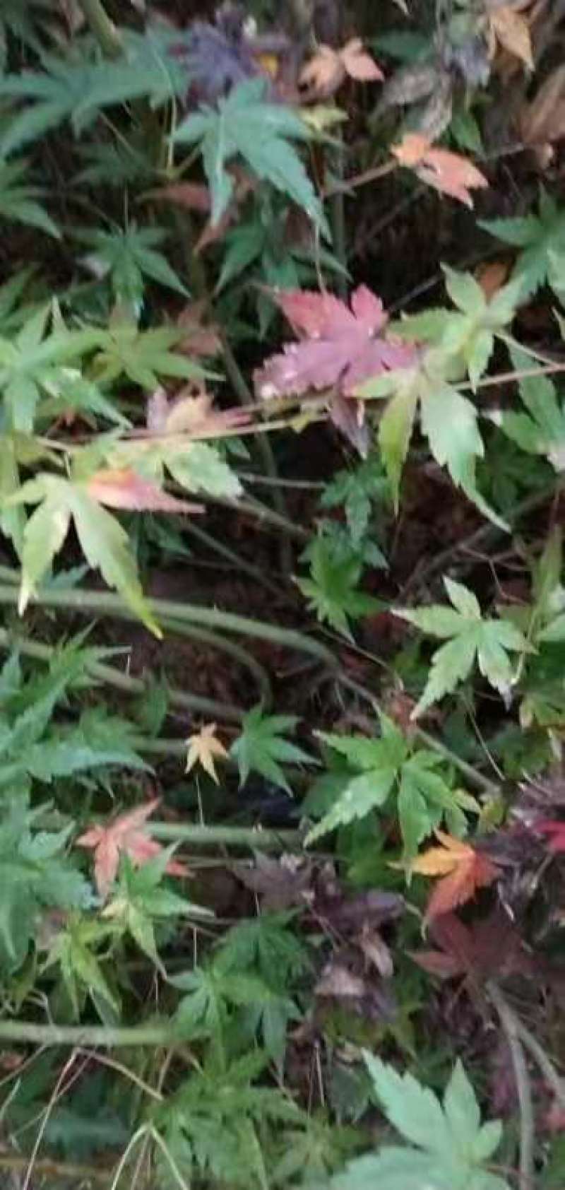 鸡爪槭地径0.8-1公分供应50000株
