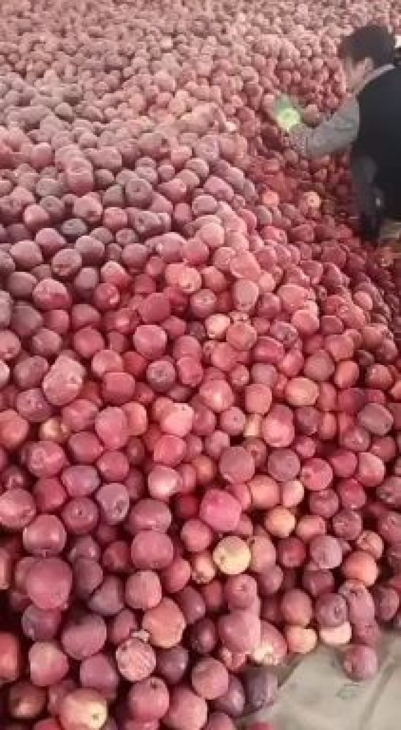礼县花牛高山精品苹果个大色艳耐储藏