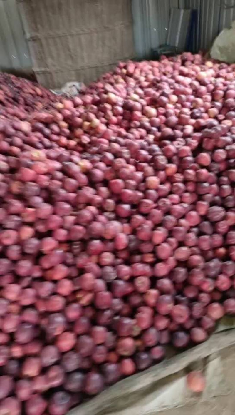 礼县花牛高山精品苹果个大色艳耐储藏