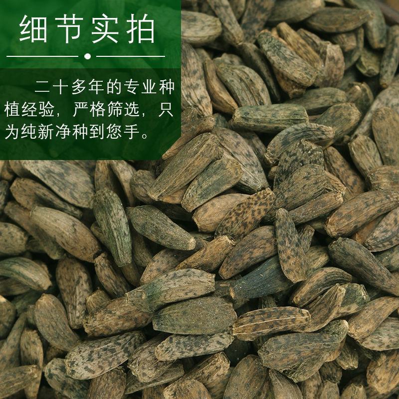 中药材牛蒡子种子纯新牛蒡大力子牛大力种子药材种子纯新货包