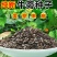中药材牛蒡子种子纯新牛蒡大力子牛大力种子药材种子纯新货包