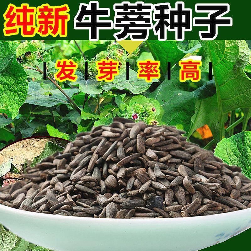 中药材牛蒡子种子纯新牛蒡大力子牛大力种子药材种子纯新货包