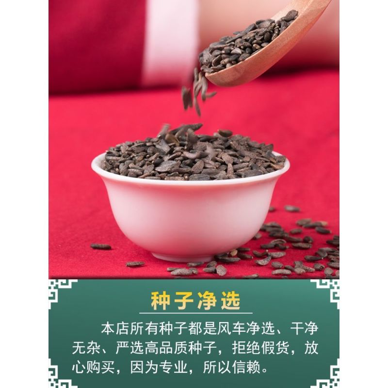 中药材牛蒡子种子纯新牛蒡大力子牛大力种子药材种子纯新货包