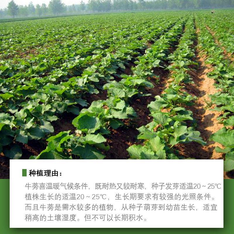 中药材牛蒡子种子纯新牛蒡大力子牛大力种子药材种子纯新货包