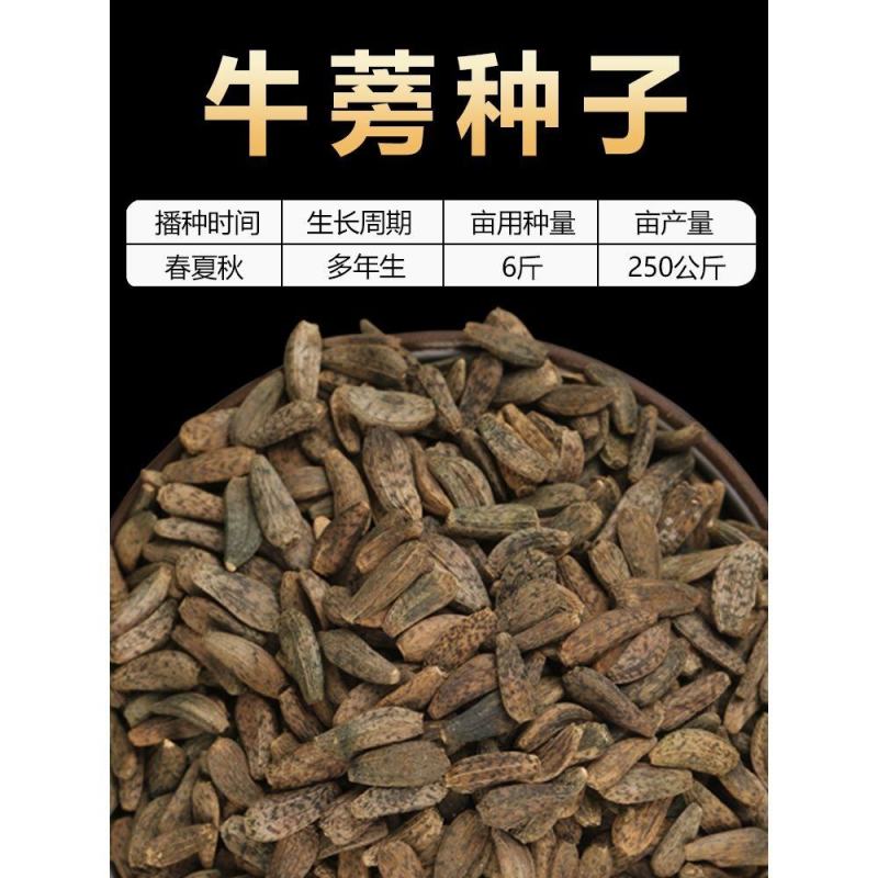 中药材牛蒡子种子纯新牛蒡大力子牛大力种子药材种子纯新货包