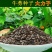 中药材牛蒡子种子纯新牛蒡大力子牛大力种子药材种子纯新货包