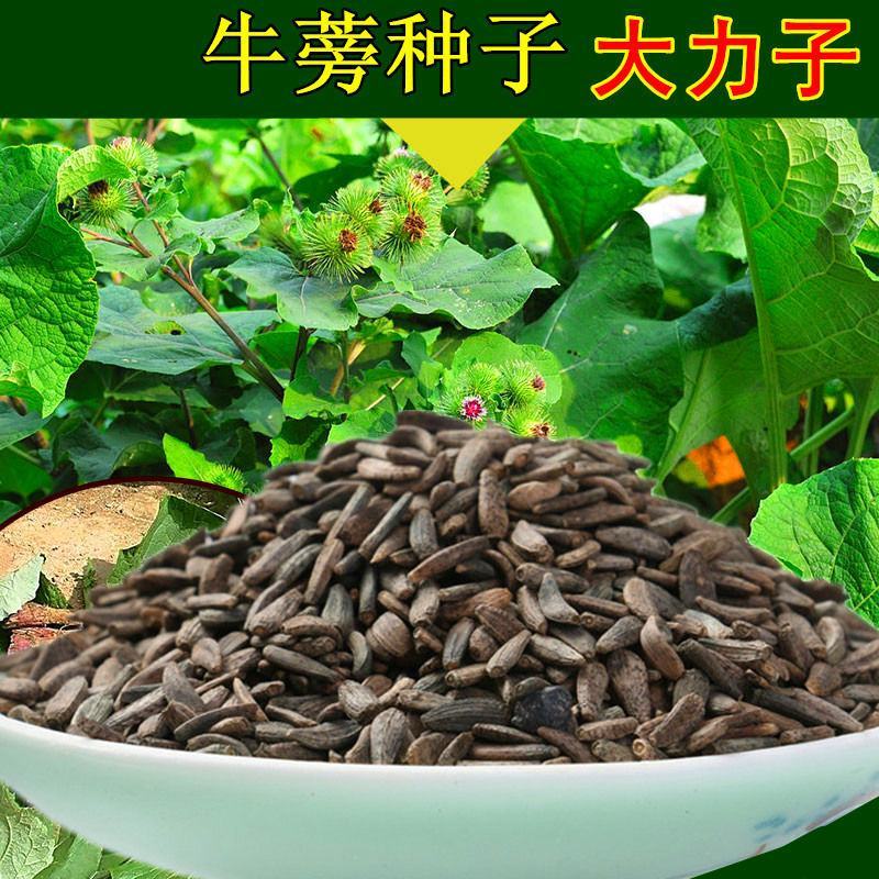 中药材牛蒡子种子纯新牛蒡大力子牛大力种子药材种子纯新货包