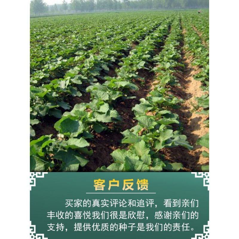 中药材牛蒡子种子纯新牛蒡大力子牛大力种子药材种子纯新货包