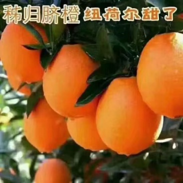 湖北脐橙产地热卖秭归脐橙长虹橙子纽荷尔中华红血橙伦晚脐橙