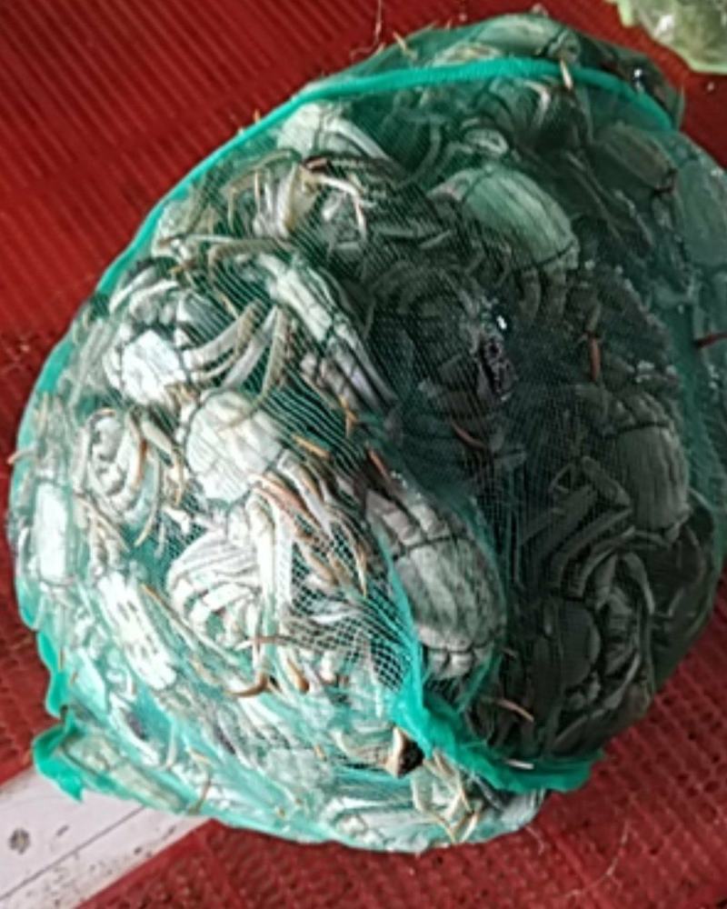老头蟹江苏7～9钱及一两以上小母蟹。质量好无空蟹只只包肥