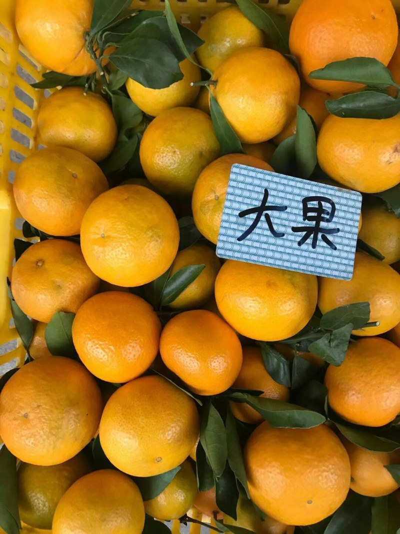 广西贺州大量黄帝柑大量上市了，欢迎，市场老板，电商