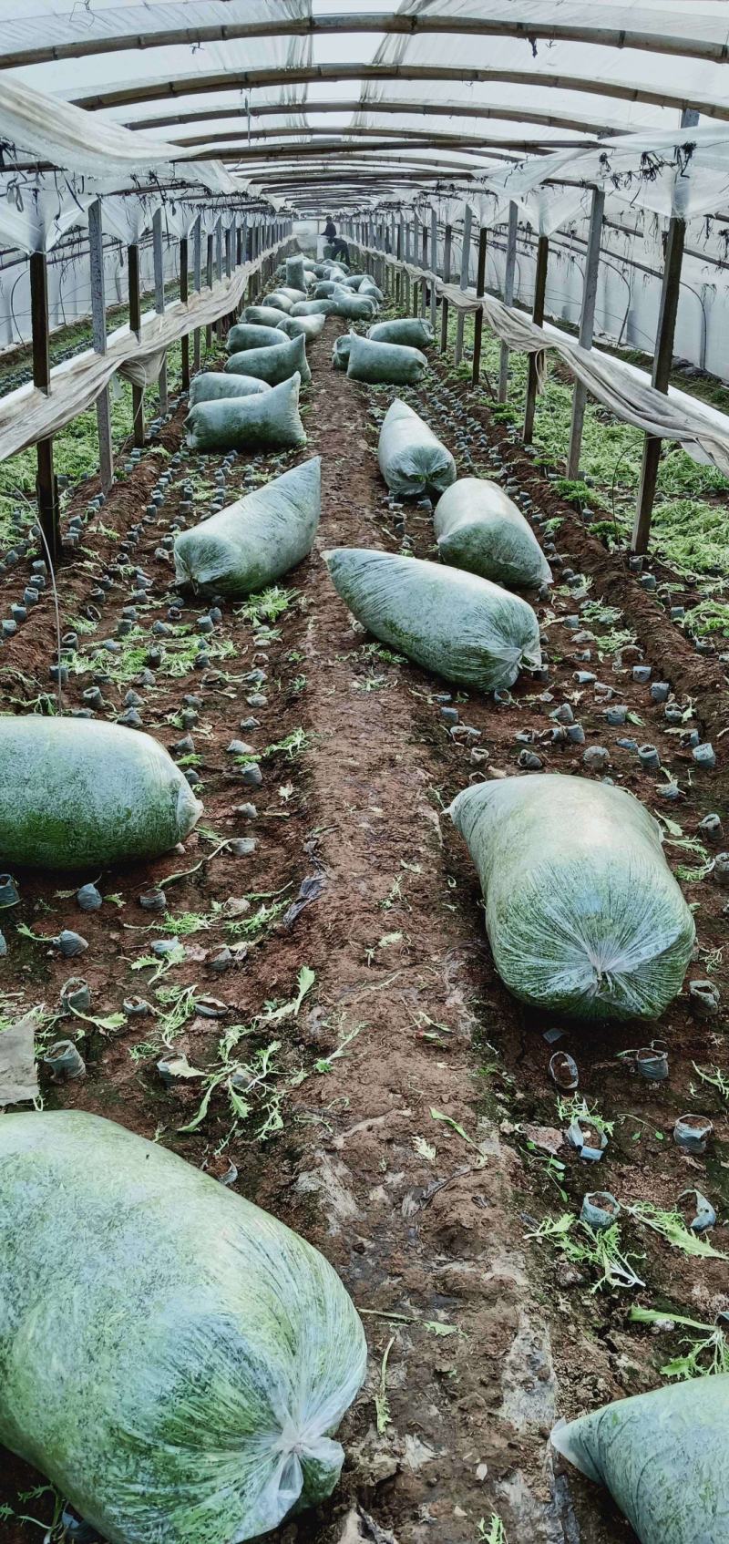 精品苦菊小碎叶15-20cm，基地直发，欢迎新老客