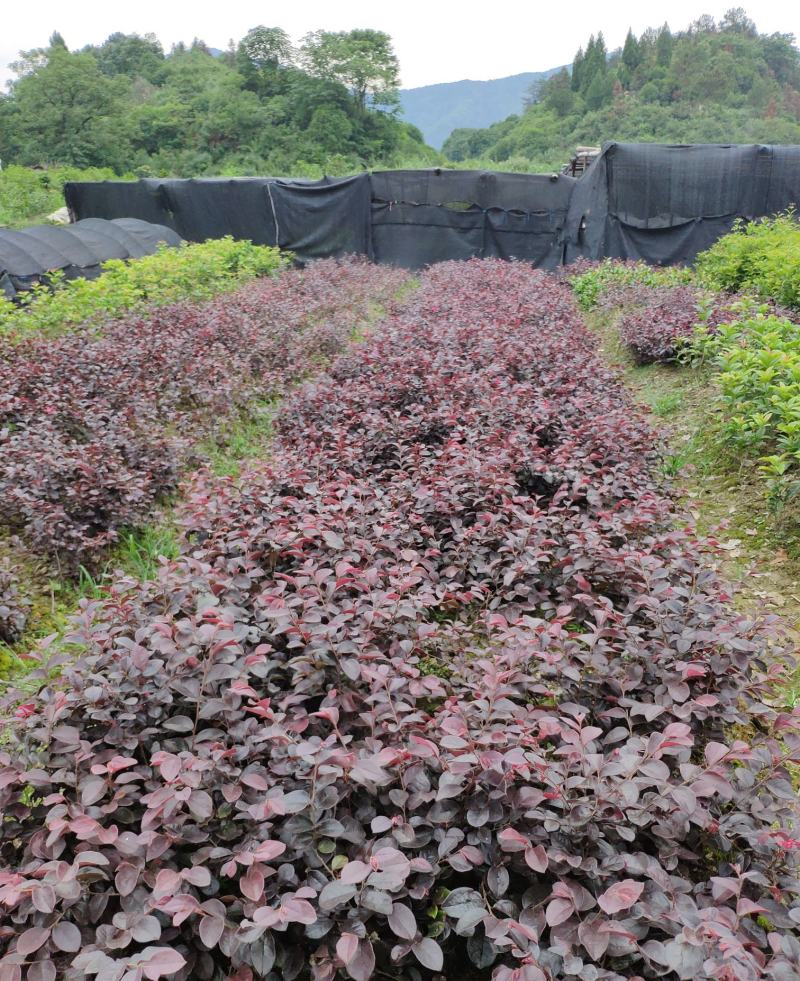 红花继木树苗庭院花坛红花檵木绿化小苗苗圃直发低价批发