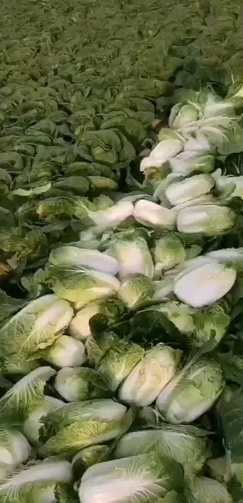 优质娃娃菜大量供应中