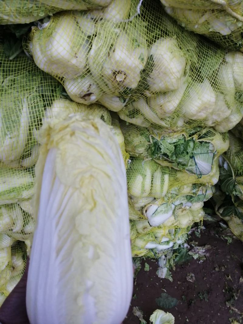 优质娃娃菜大量供应中