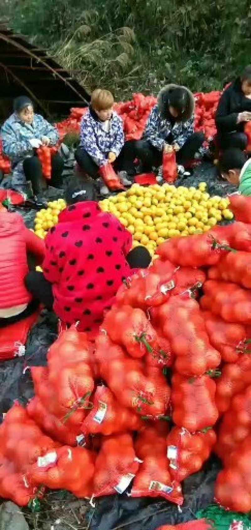 冰糖橙，麻阳专业代办诚信第一，欢迎批发商前来订购预定