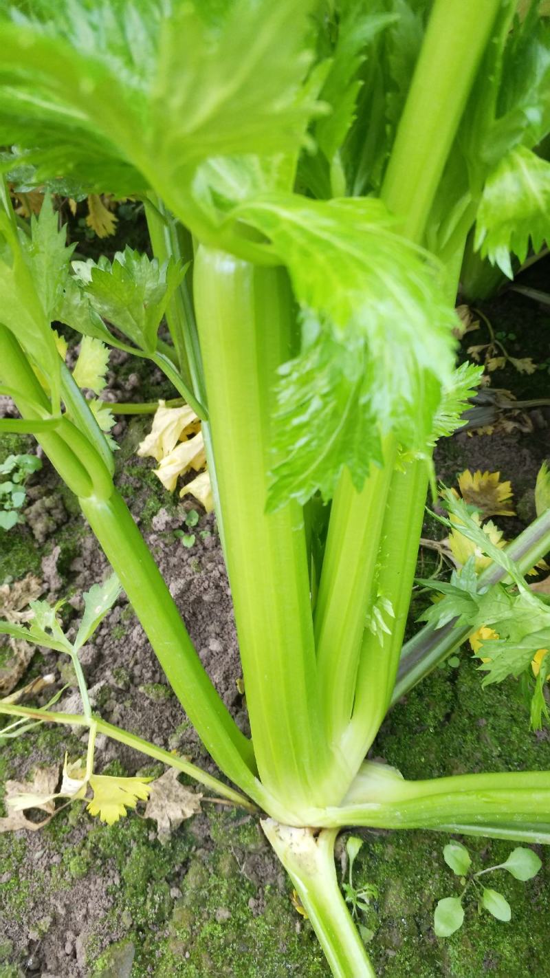 西芹，还有各种养优质蔬菜