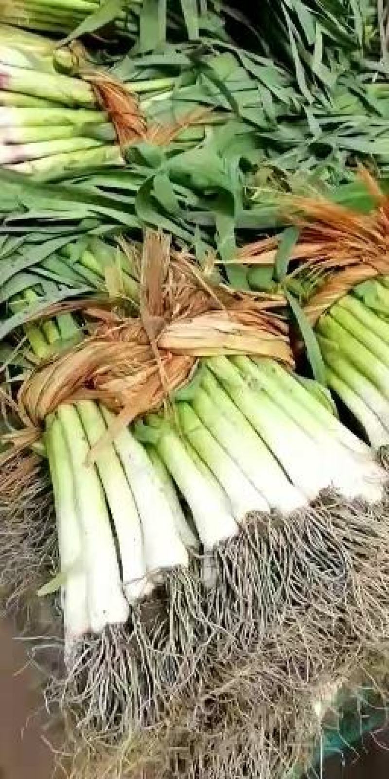 紫甘蓝河北大量上市，物美价廉，另有多种蔬菜配车产地直销