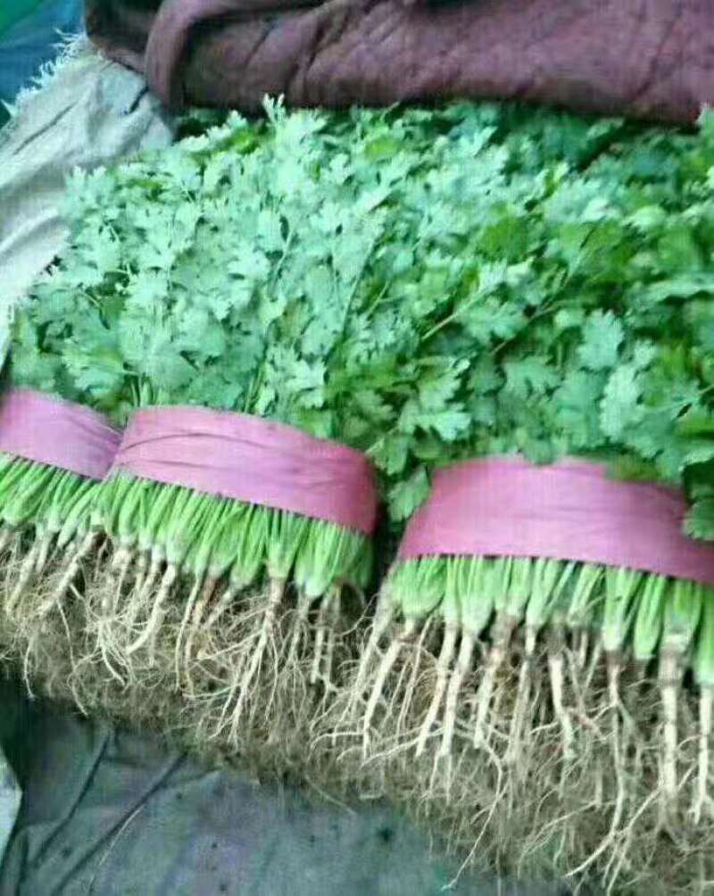 紫甘蓝河北大量上市，物美价廉，另有多种蔬菜配车产地直销