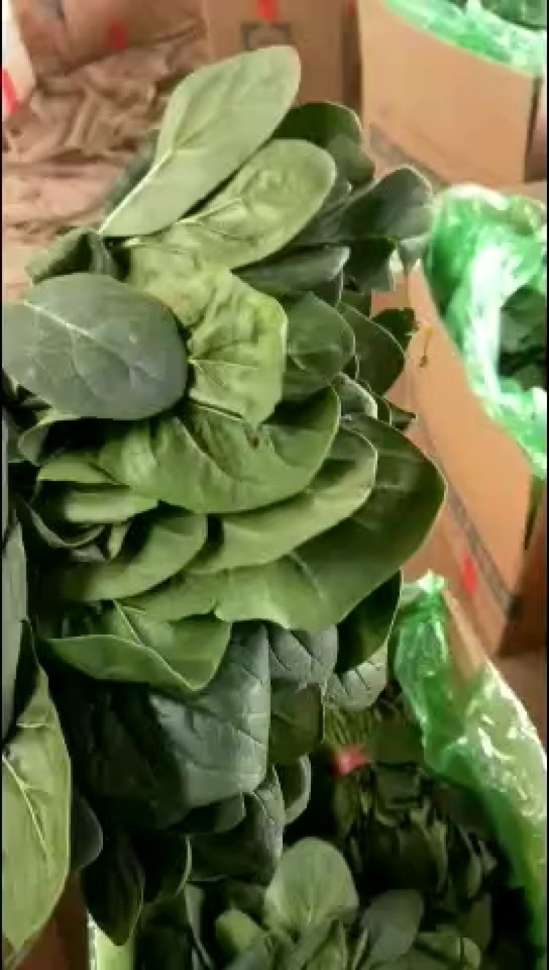 紫甘蓝河北大量上市，物美价廉，另有多种蔬菜配车产地直销