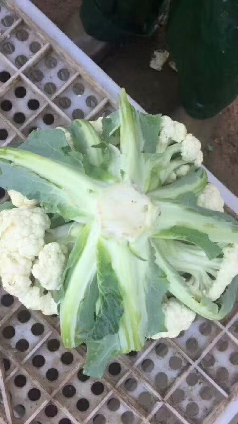 山东省聊城市莘县白面青梗松花菜直供2~3斤散花乳白