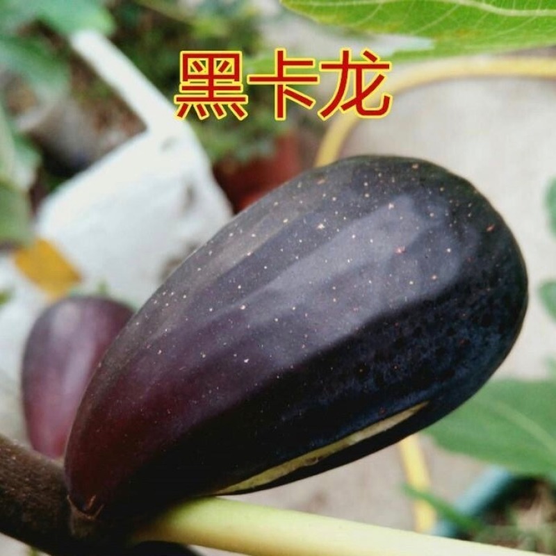 波尔多无花果苗黑卡龙无花果苗新疆早黄无花果苗现挖现发