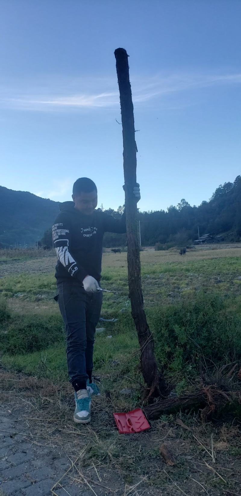 山木香嫁接月季专用沾木