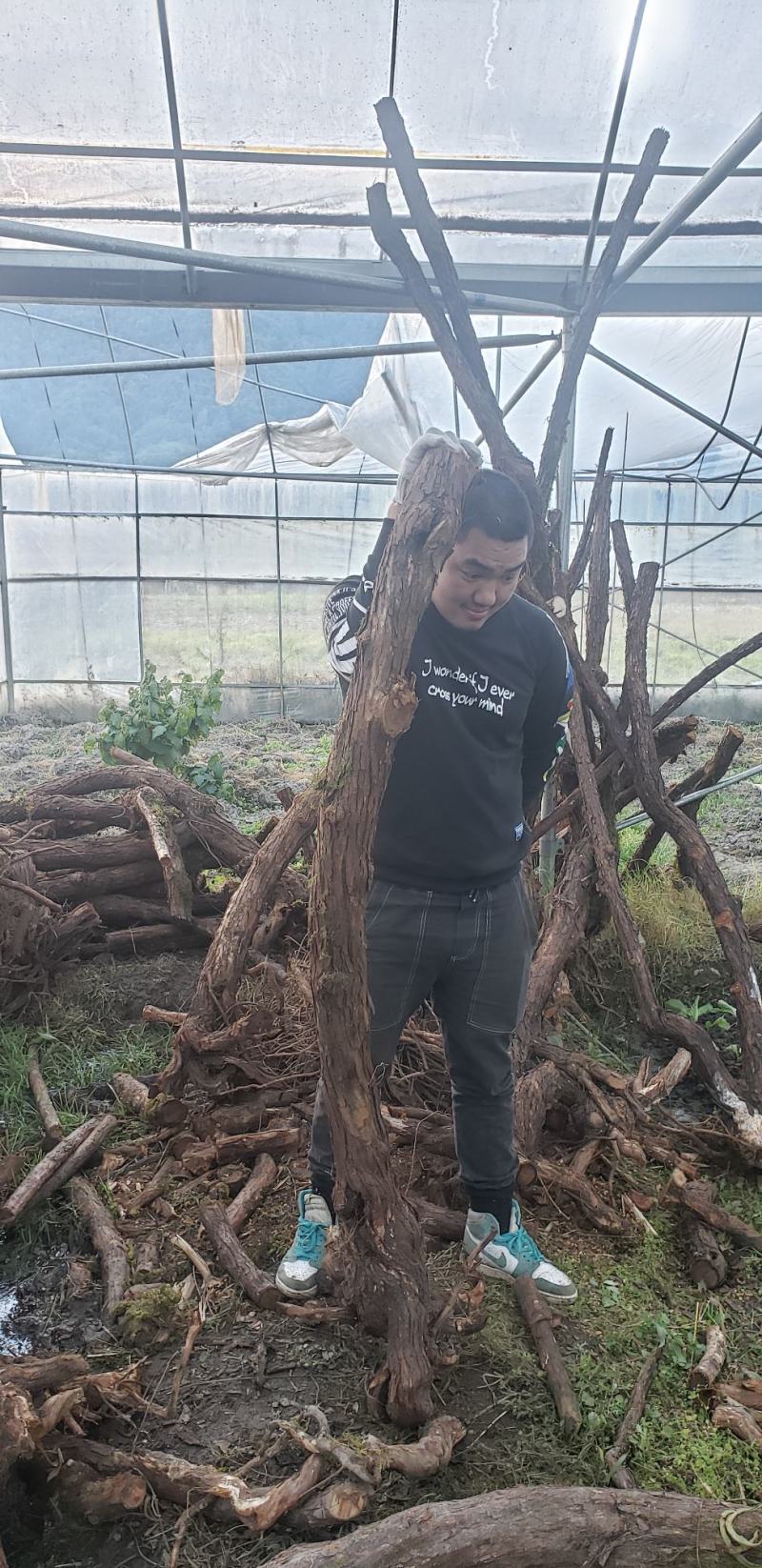 山木香嫁接月季专用沾木