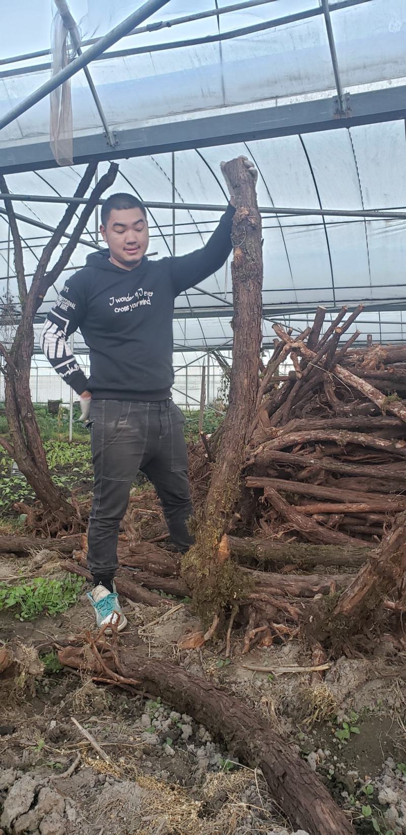 山木香嫁接月季专用沾木