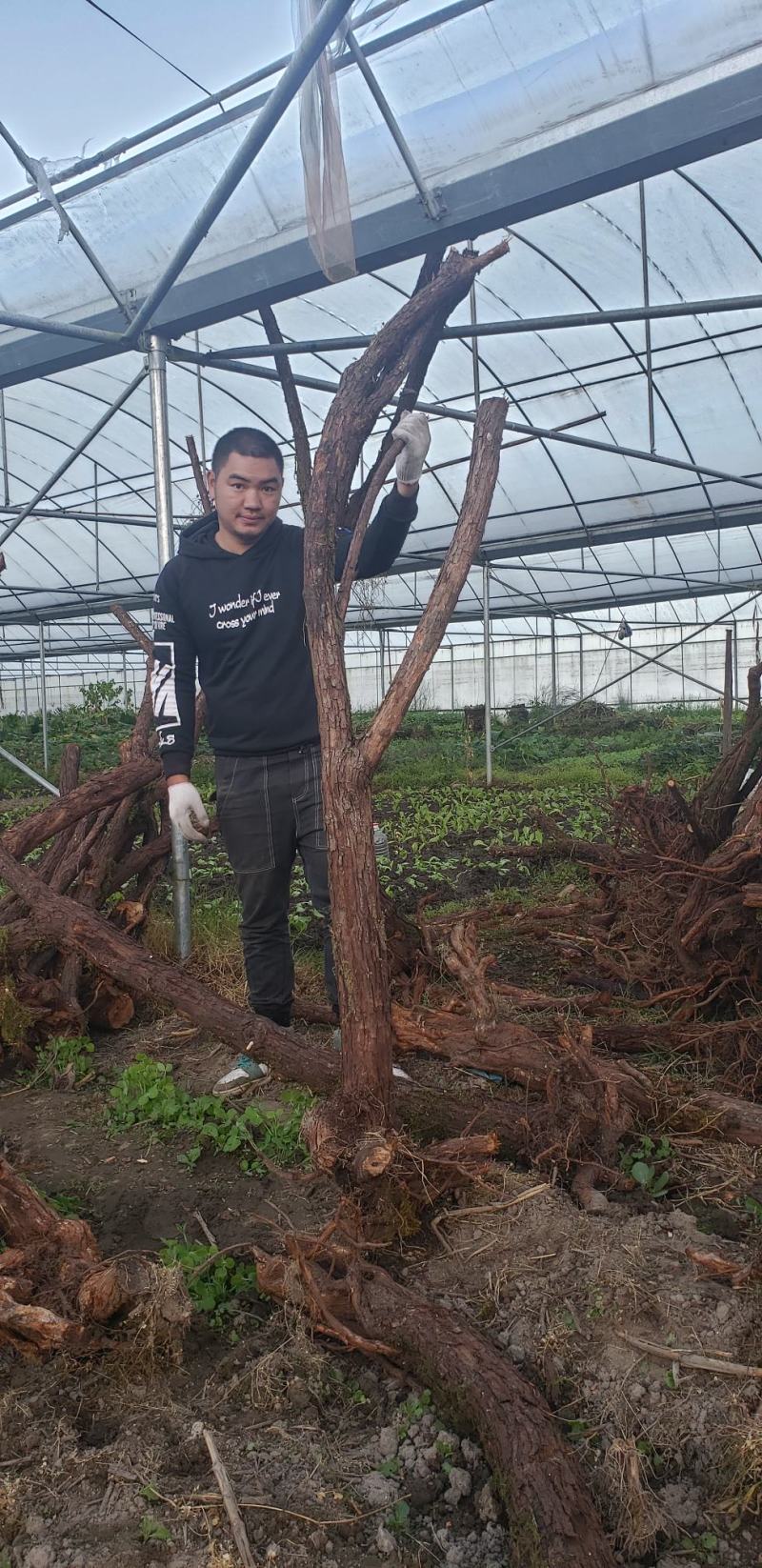 山木香嫁接月季专用沾木