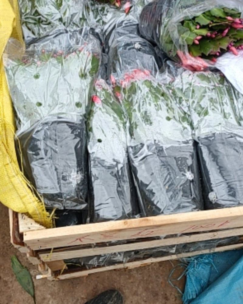 包邮蟹爪兰花苗盆栽大苗带根室内阳台绿植植物多色花卉可嫁接
