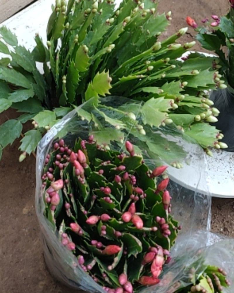 包邮蟹爪兰花苗盆栽大苗带根室内阳台绿植植物多色花卉可嫁接