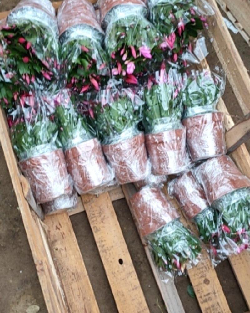 包邮蟹爪兰花苗盆栽大苗带根室内阳台绿植植物多色花卉可嫁接