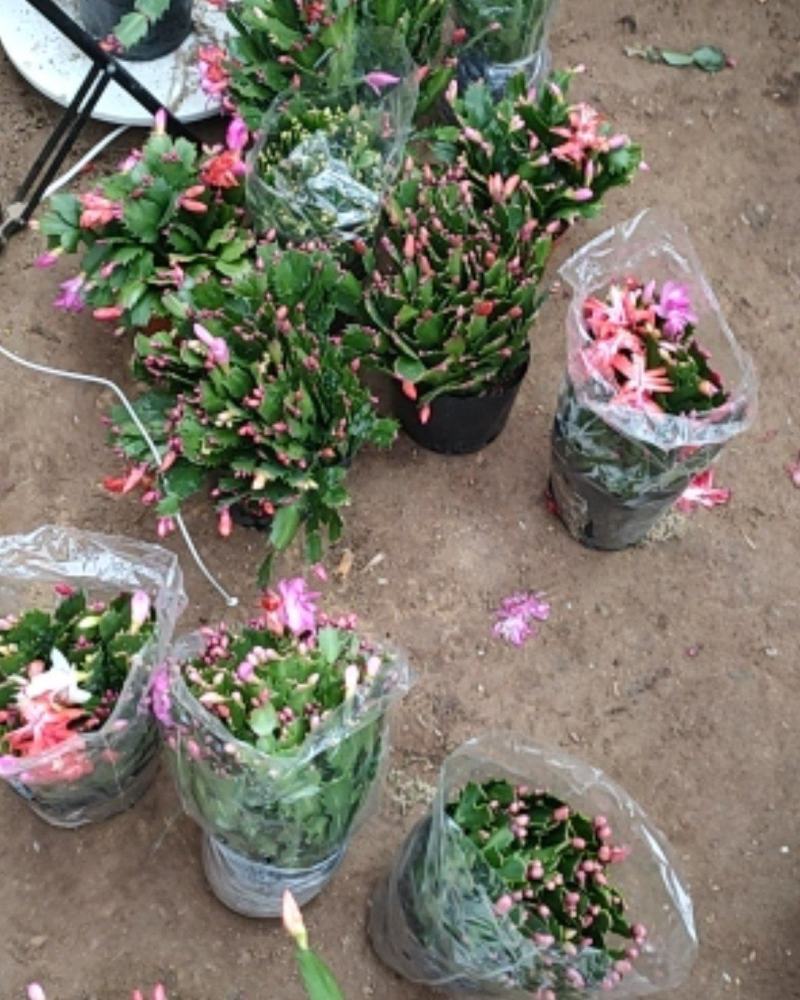 包邮蟹爪兰花苗盆栽大苗带根室内阳台绿植植物多色花卉可嫁接