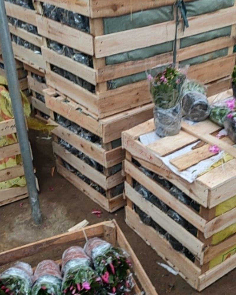 包邮蟹爪兰花苗盆栽大苗带根室内阳台绿植植物多色花卉可嫁接