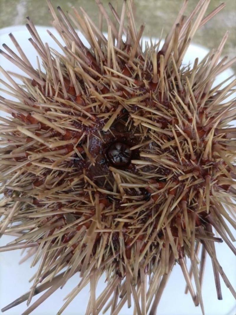 大连活鲜海胆，批发盒装100g，欢迎联系