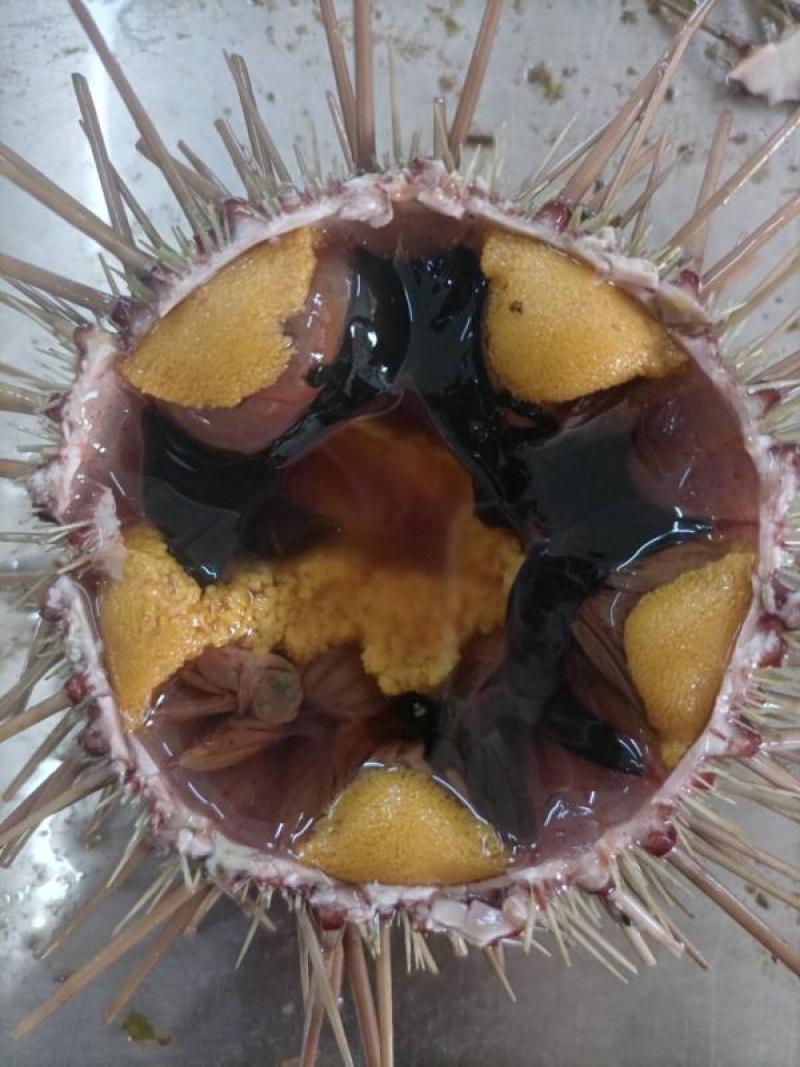 大连活鲜海胆，批发盒装100g，欢迎联系